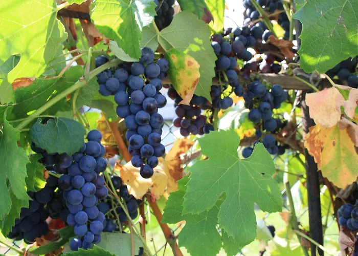 Oda ve Kahvaltı La Ca' Di Massuc 2*